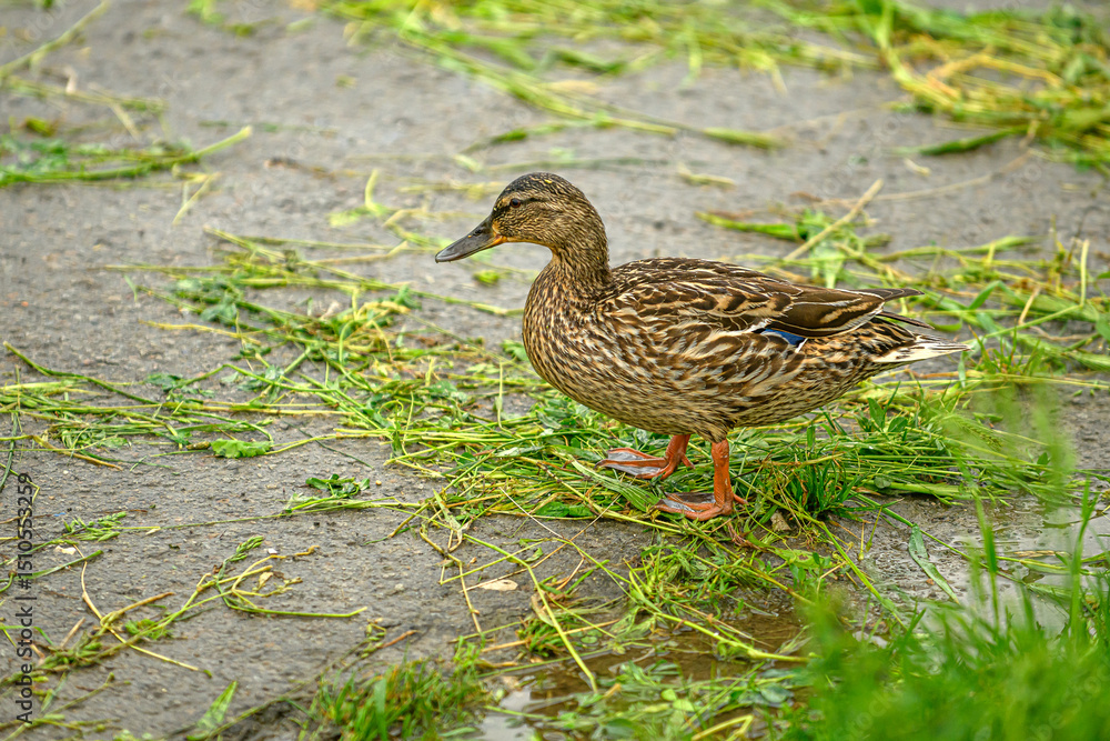 Fototapeta premium Female duck on the grass