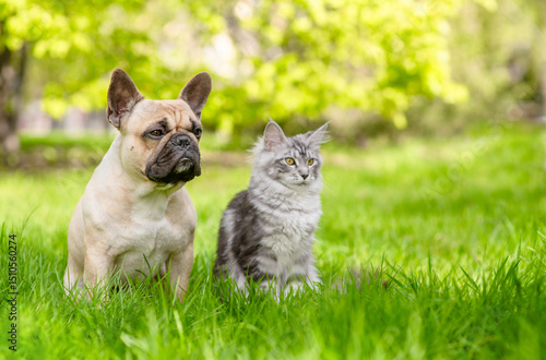 Friendly French bulldog and Maine coon cat sit together on green summer grass and look away on empty space