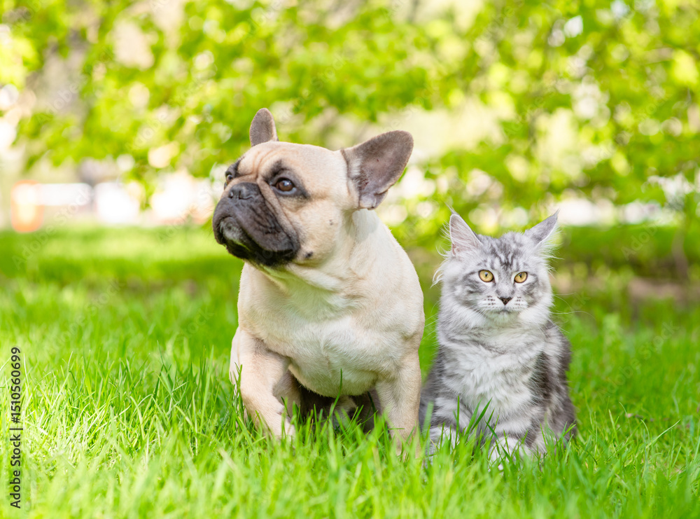 Fototapeta premium French Bulldog puppy and Maine coon cat sit together on green summer grass
