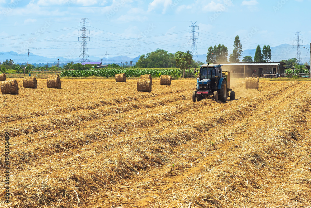 Obraz premium View of dried sugarcane leaves rolled into circular motion after harvesting sugar cane. Farmers collect dried sugarcane leaves and roll them in circles. Dry sugarcane leaves roll in sugarcane field.