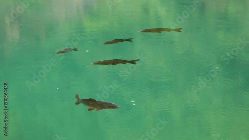 Fish beneath blue green water, with green branches gently swaying at the water edge.