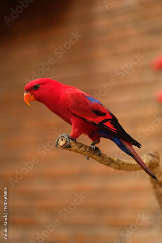 Black-winged lory. The red lory (Eos bornea). Close up detail of Red Iory