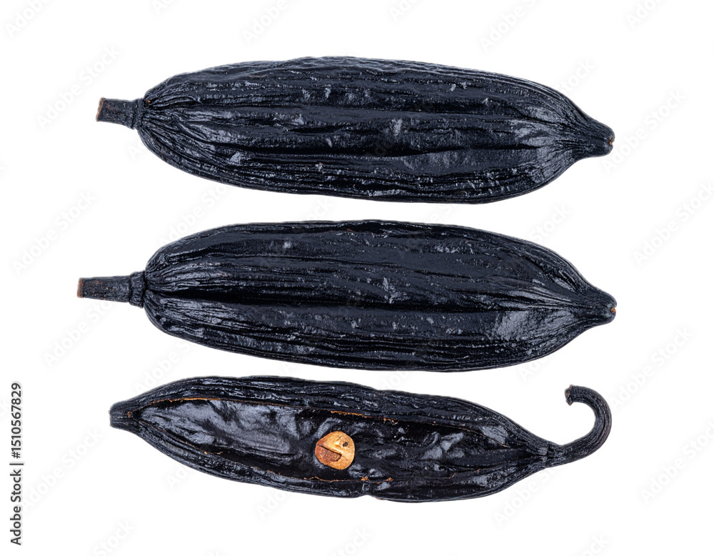 custom made wallpaper toronto digitalTonka bean isolated on transparent background
