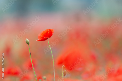 Red poppies, cornflowers, baby bad breath, gypsum pila flower d blooming scenery
