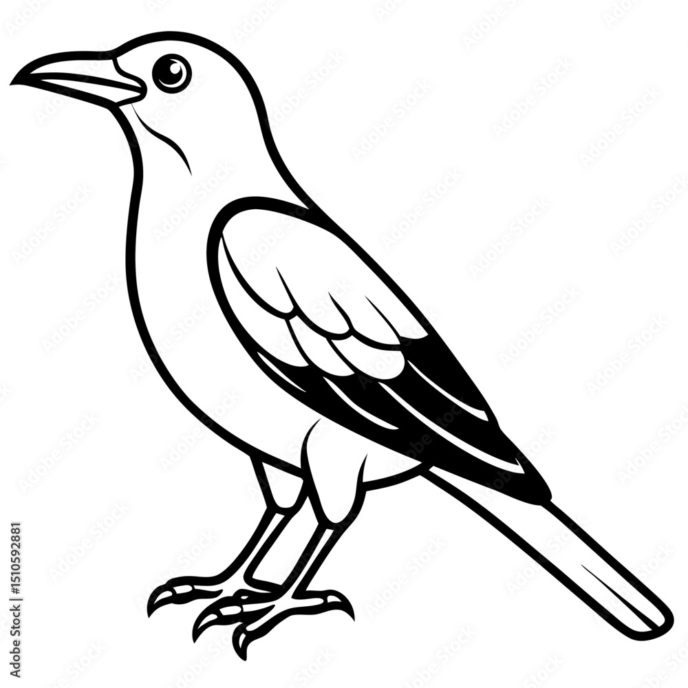 Obraz premium Clark's Nutcracker line art vector