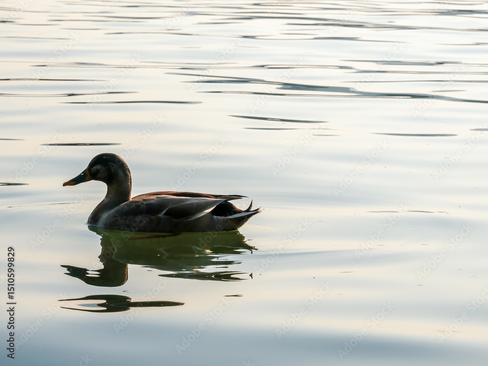 Obraz premium Many duck in the lake of West lake(Xihu),located in Hangzhou city of China