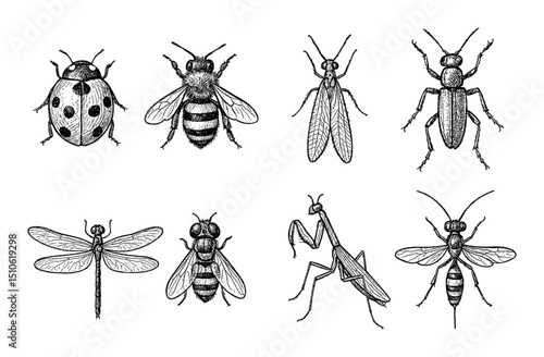 Insect Icon Set