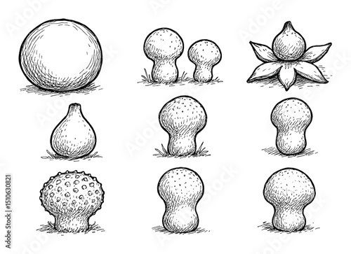 Puffball Icon Sketches