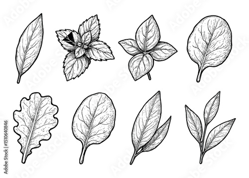 Herb and Leaf Icons
