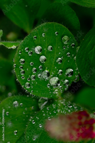 Close-Up of Green Leaf Clover with Dewdrops in Natural Light
