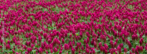 Vibrant Field of Blooming Crimson Clover on a Sunny Day