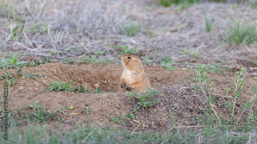 This curious Colorado native surveys the prairie from its burrow entrance