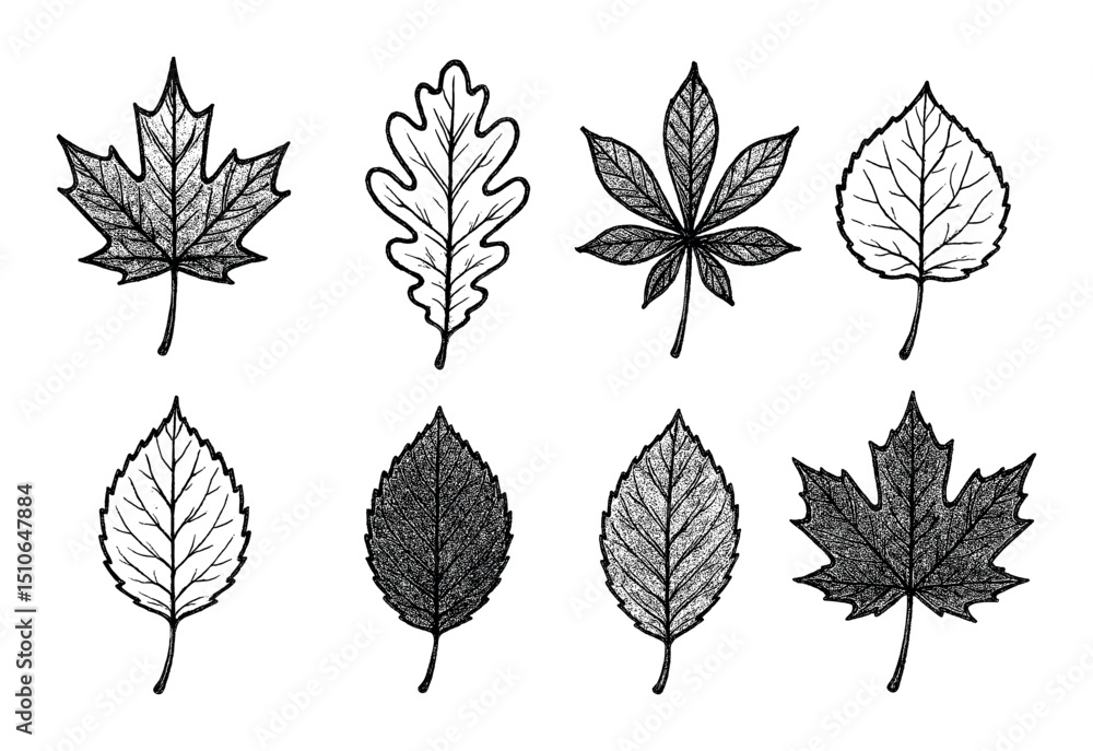 Obraz premium Autumn Leaves Sketch Art