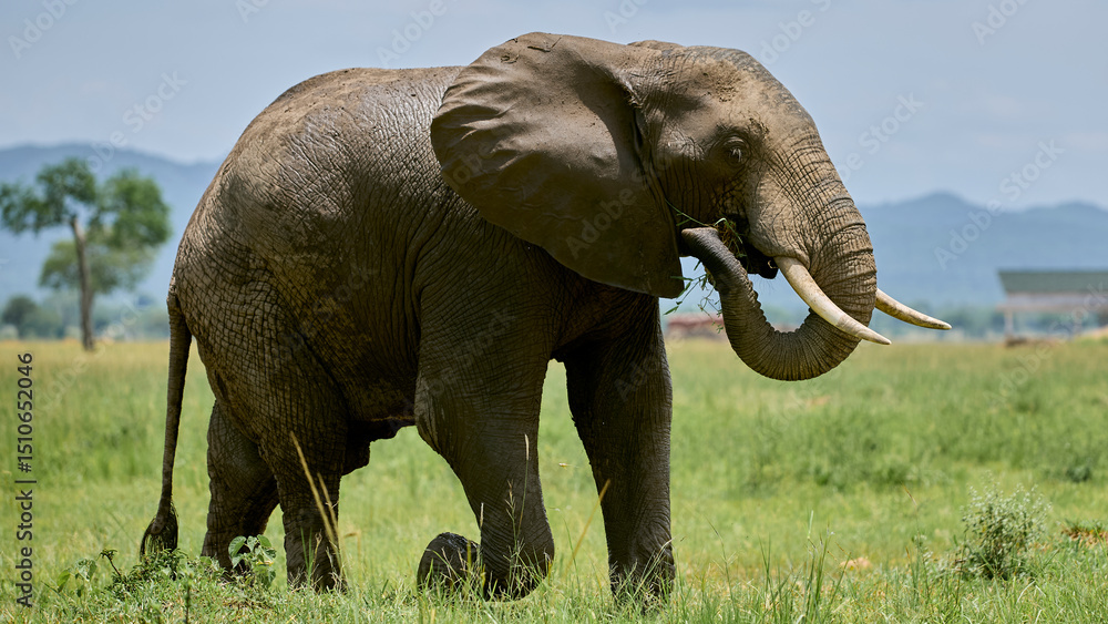 Obraz premium elephant