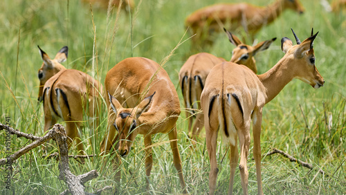 antelope