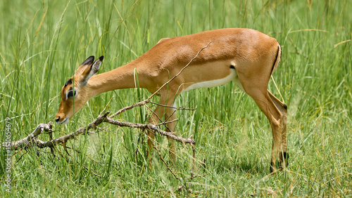 antelope