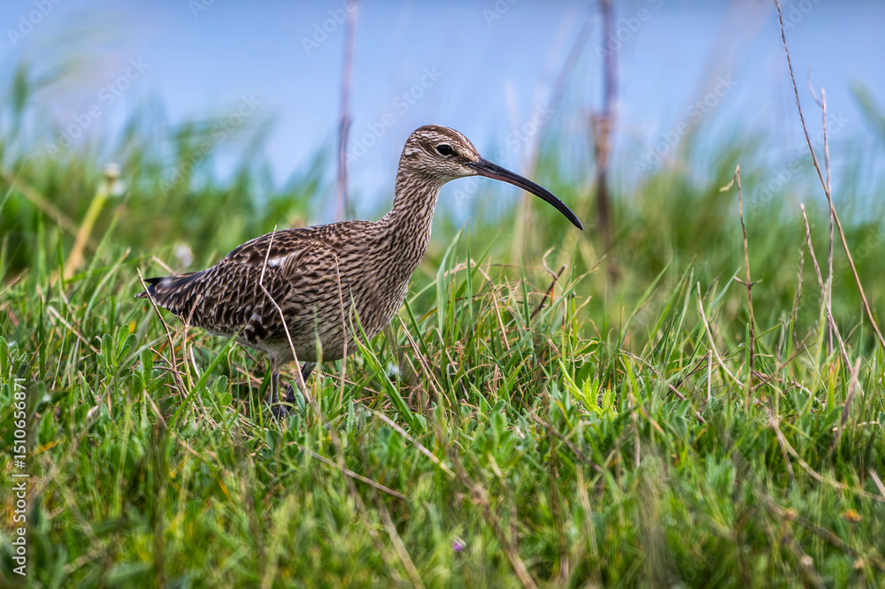 Courlis corlieu (Numenius phaeopus - Eurasian Whimbrel) Courlis corlieu (Numenius phaeopus - Eurasian Whimbrel)
