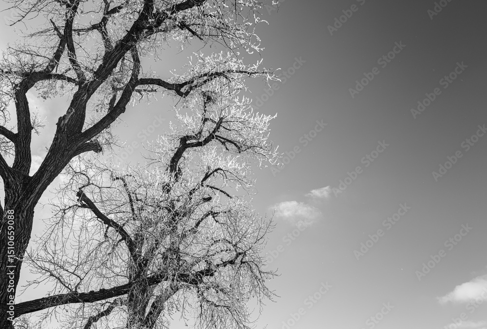 Fototapeta premium Hoar Frost