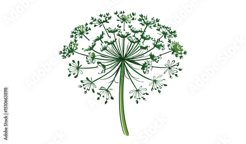 Green dill umbel botanical illustration
