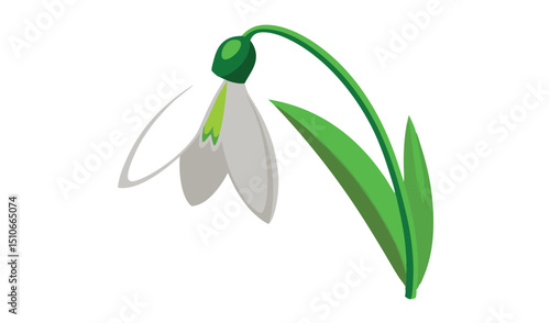 Single snowdrop flower illustration white background