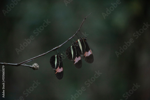 butterflies branch tree nature close family wild