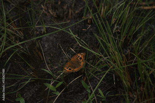 Butterfly grass eye wildlife art beautiful nature