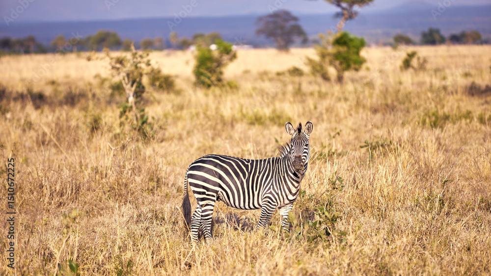 Fototapeta premium zebra