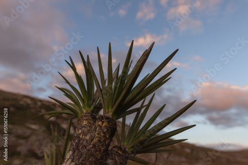 plant sky nature mountain trail native natural biom 