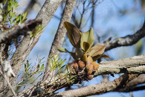 branch wild orchid nature biology biodiversity natural native
