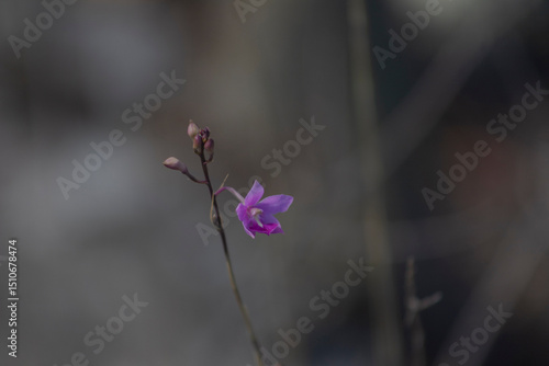 orchid natural nature plant lilac color