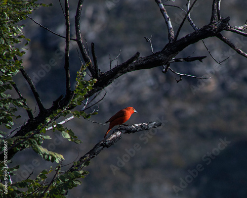 Orange Bird tree plant nature biodiversity wild 