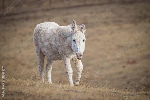 Wild Burro - Custer State Park - South Dakota