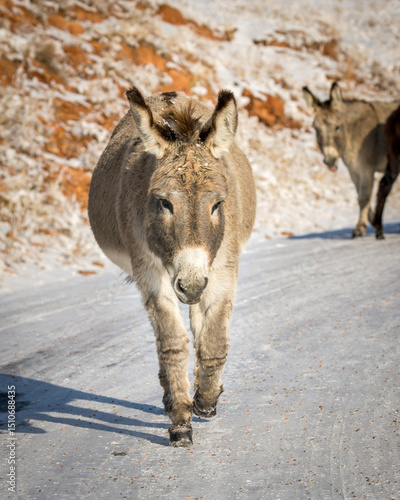 Wild Burro - Custer State Park - South Dakota