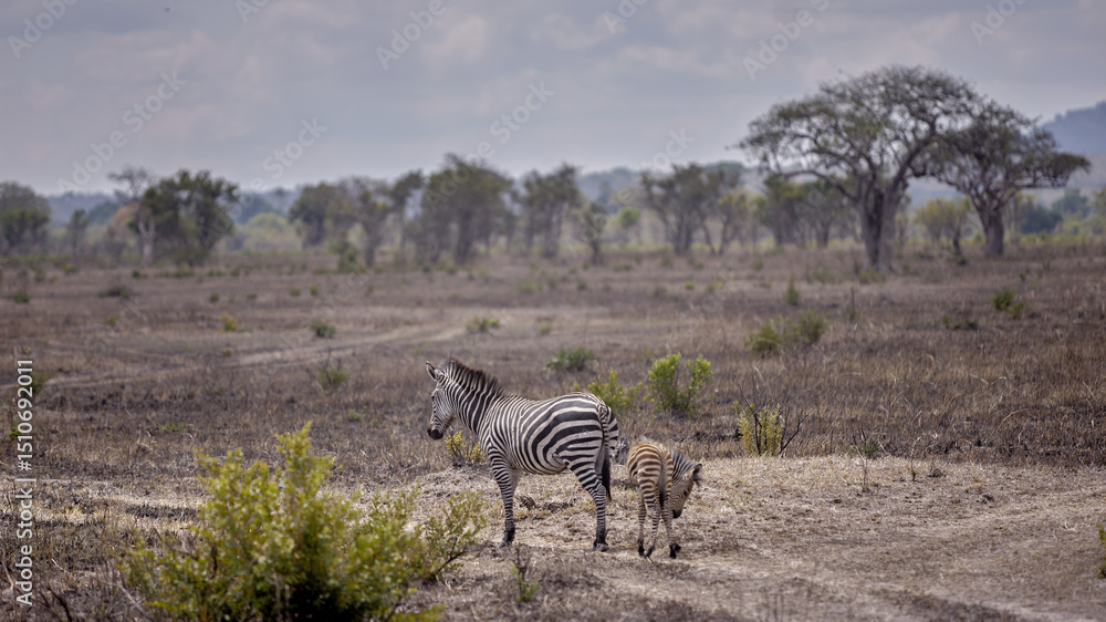 Fototapeta premium zebra