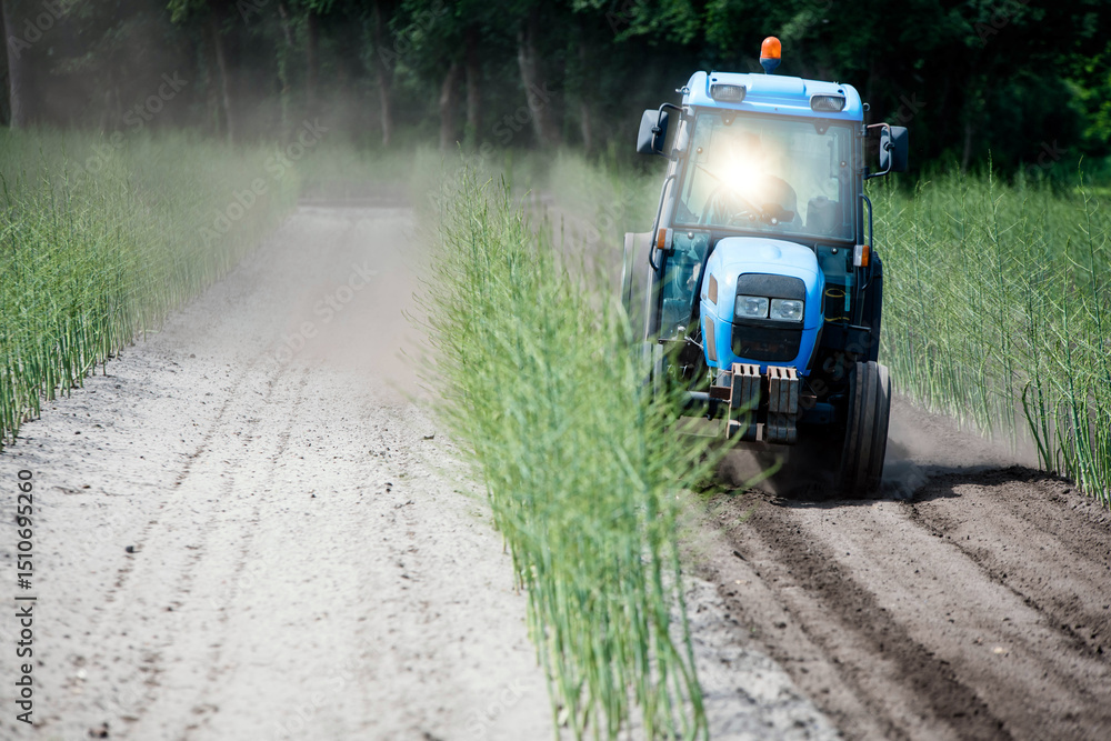 Fototapeta premium Farmer and his tractor working in an asparagus field before harvest.