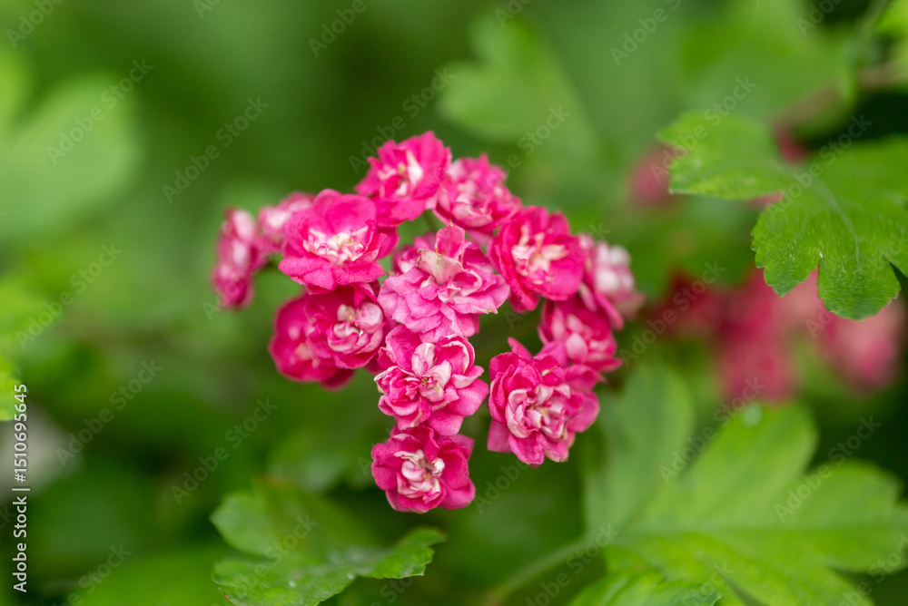 Flowering common hawthorn close-up in sunny weather Flowering common hawthorn close-up in sunny weather