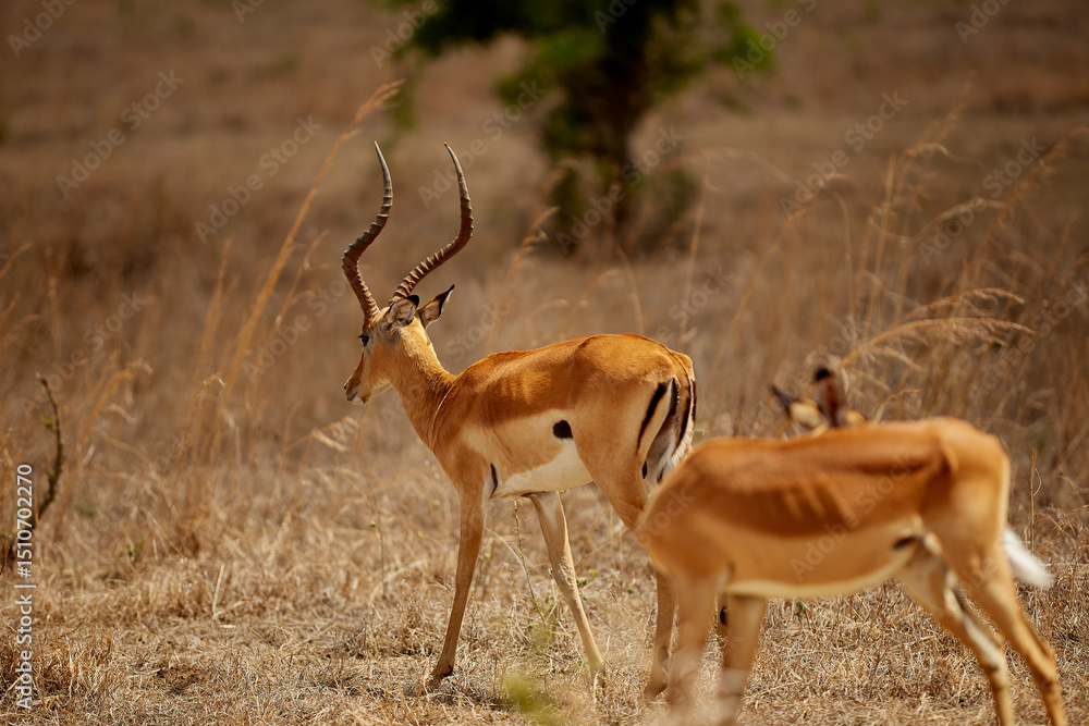 antelope antelope
