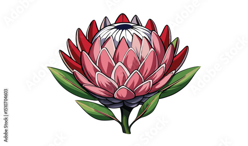 Vibrant pink and red protea flower illustration