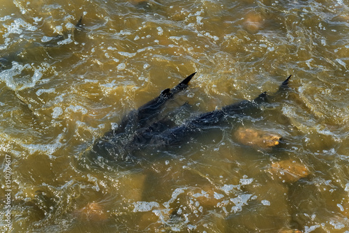 Lake Sturgeon Spawning At The Fox River Dam And Rapids At De Pere, Wisconsin, In Spring
