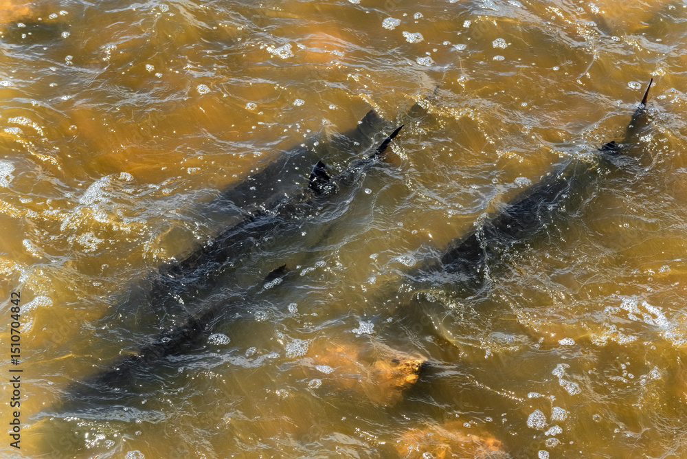 Fototapeta premium Lake Sturgeon Spawning At The Fox River Dam And Rapids At De Pere, Wisconsin, In Spring