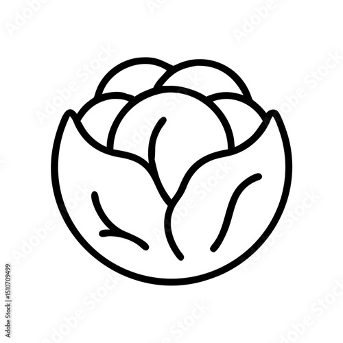 Cabbage illustration in minimalistic style with clean lines  