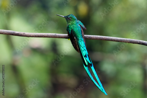 Sword-billed hummingbird perched with full tail displayed in Salento, Quindío, Quindio, Colombia. Rare Andean species, vibrant green feathers, wildlife nature banner