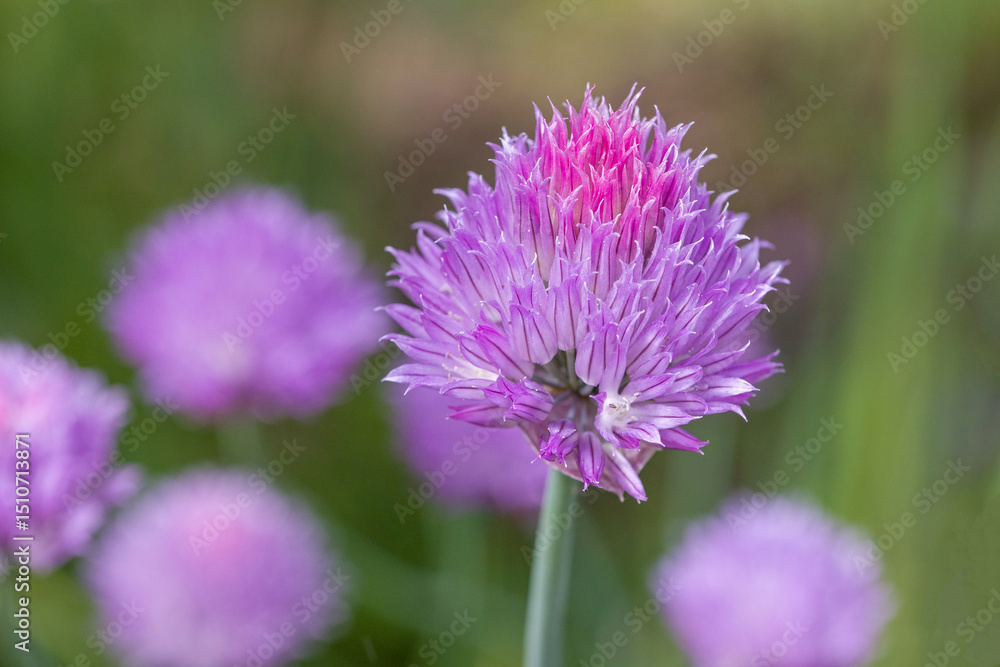 a pink chives blossom in the garden in sunlight against a blurred background a pink chives blossom in the garden in sunlight against a blurred background