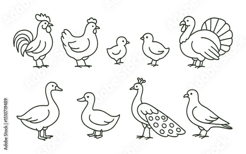 Farmyard birds icon set in linear style. poultry and domestic fowl symbols