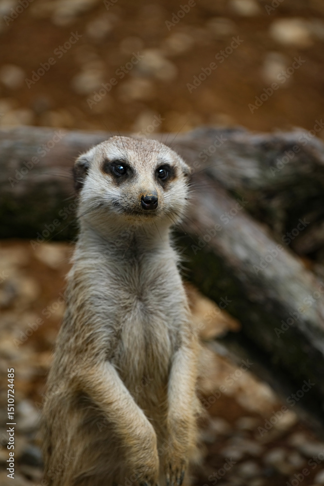 meerkat on guard duty meerkat on guard duty