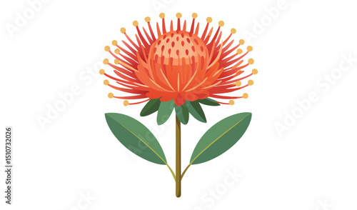 Single red pincushion flower with green leaves illustration