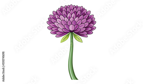 Single purple allium flower illustration on white