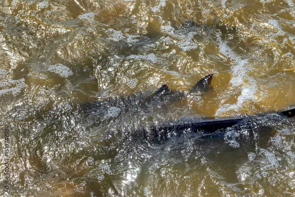 Fototapeta premium Lake Sturgeon Spawning At The Fox River Dam And Rapids At De Pere, Wisconsin, In Spring