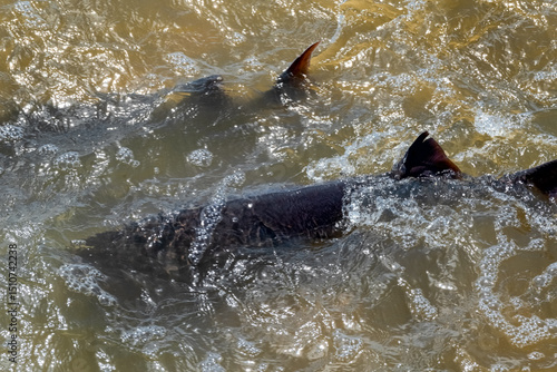 Lake Sturgeon Spawning At The Fox River Dam And Rapids At De Pere, Wisconsin, In Spring