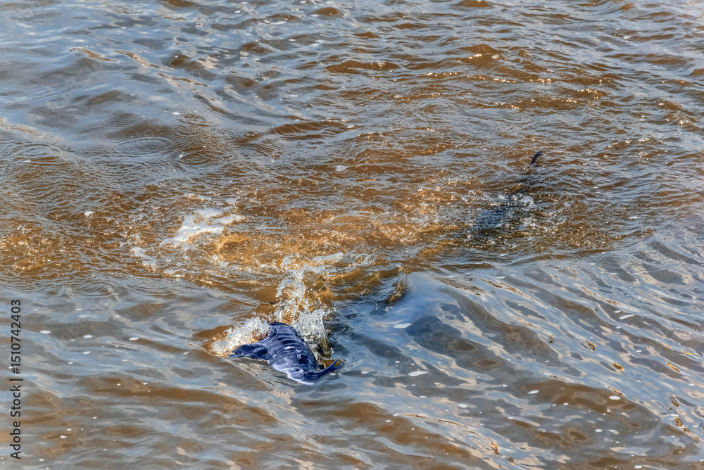 Fototapeta premium Lake Sturgeon Spawning At The Fox River Dam And Rapids At De Pere, Wisconsin, In Spring